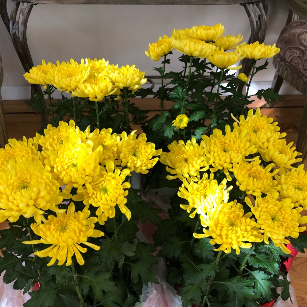 Meet your Posher, Yvonne